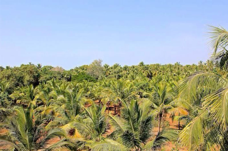 YoYoGoa Cottages-Cottage YoYoGoa Cottages-Cottage